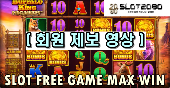 슬롯2080 버팔로 킹 메가웨이스 (BUFFALO KING MEGAWAYS™) 5000배 MAXWIN 회원 제보 영상