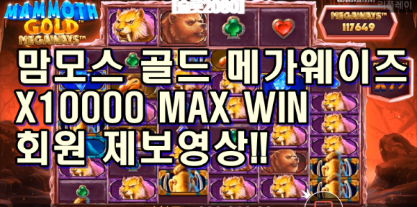 [슬롯2080] 맘모스 골드 메가웨이즈 - MAMMOTH GOLD MEGAWAYS - 연타로 맥스윈 SLOT MAX WIN (회원 제보영상)